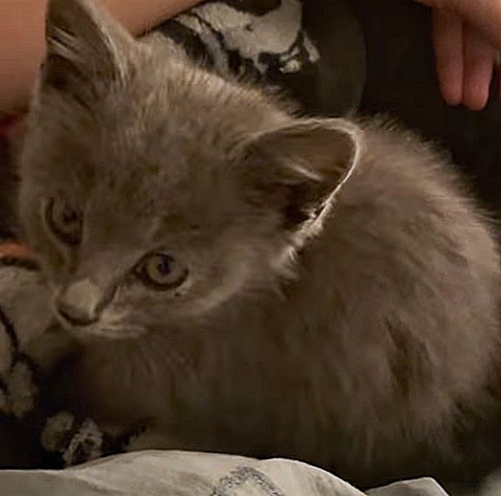 tiny kitten rescued